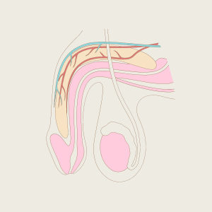 Premature Ejaculation Diagnostic Tool